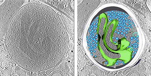 Left: a slice through a cryo-electron tomogram of synaptosome. Right: 3-dimensional segmentation model showing the plasma membrane (white), synaptic vesicles (blue), and a mitochondrion (green)