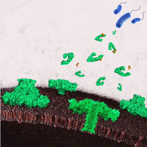 An artist representation of aerolysin secreted by bacteria and forming pores in an eukaryotic host plasma membrane. Credits: Nuria Cirauqui