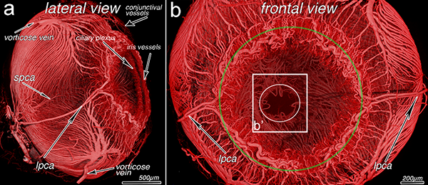 MicroangioCT of the minipig eye